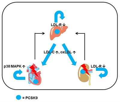 Coming Back to Physiology: Extra Hepatic Functions of Proprotein Convertase Subtilisin/Kexin Type 9